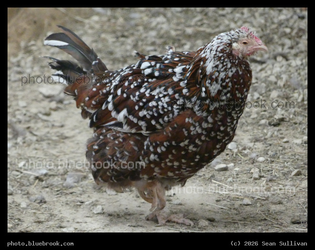 Speckled Sussex II - Corvallis MT