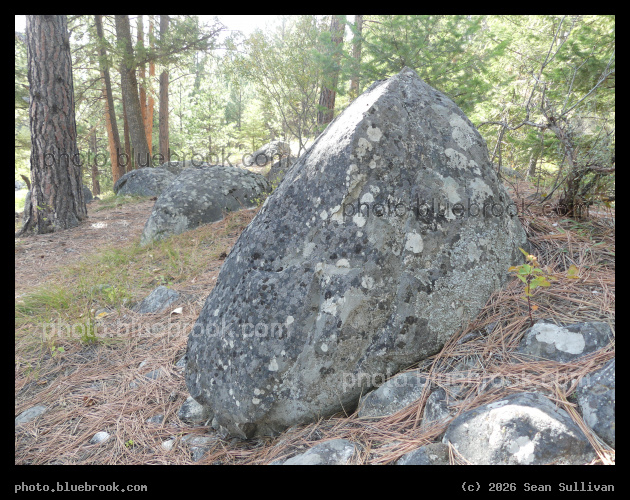 Boulder among Needles - Lake Como, Darby MT