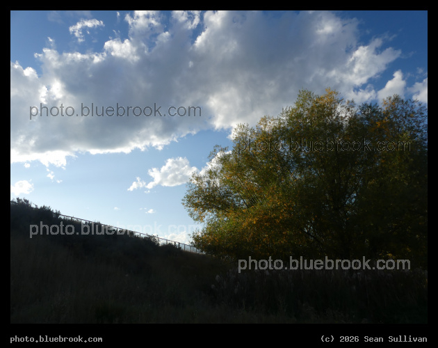 Willow in Early Autumn Sunset - Corvallis MT