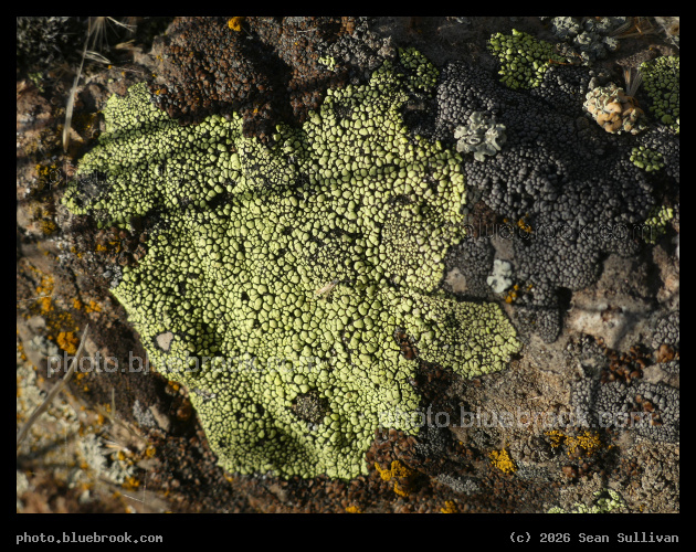Lichen Mosaic - Corvallis MT