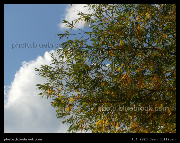 Early Autumn Willow Branches - Corvallis MT