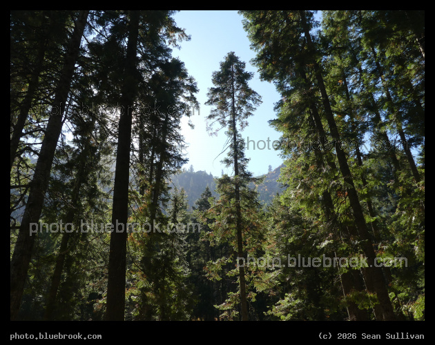 Tree Spires - Blodgett Creek Campground, Hamilton MT