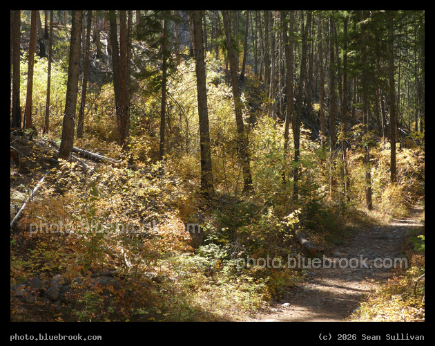 Yellow Sunlit Slope - Blodgett Canyon Trail, Bitterroot National Forest, Hamilton MT