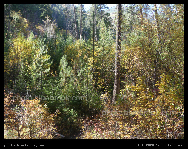 Early Autumn Forest - Blodgett Canyon Trail, Bitterroot National Forest, Hamilton MT