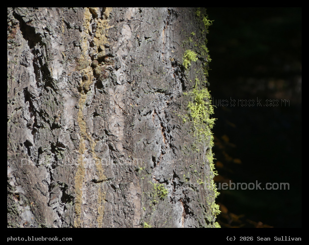 Moss on Sunlit Tree Trunk - Blodgett Creek Campground, Bitterroot National Forest, Hamilton MT