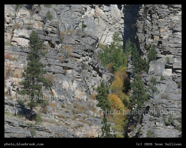 Trees on a Rocky Cliff - Blodgett Creek Campground, Bitterroot National Forest, Hamilton MT