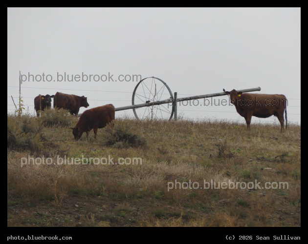 Brown Cows - Corvallis MT