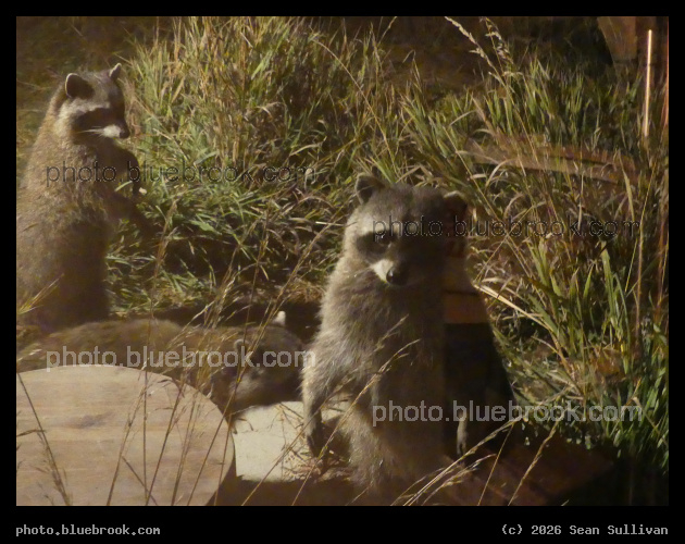 Evening Visitors - Corvallis MT