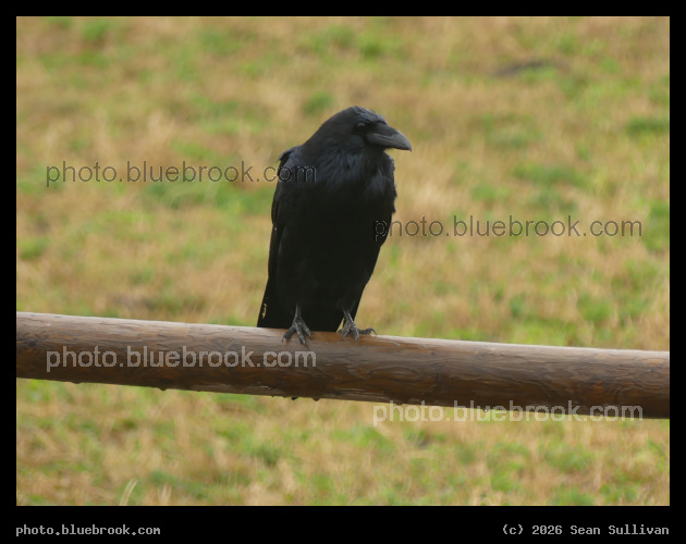 Eastside Crow - Along Eastside Highway, Bing MT