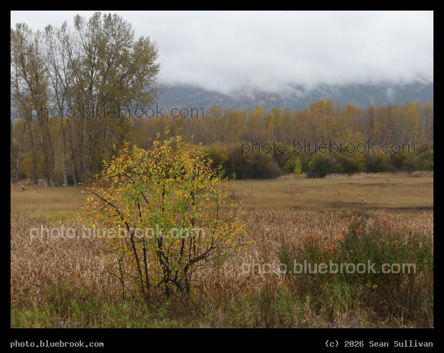 Speckles of Yellow and Green - Hamilton MT